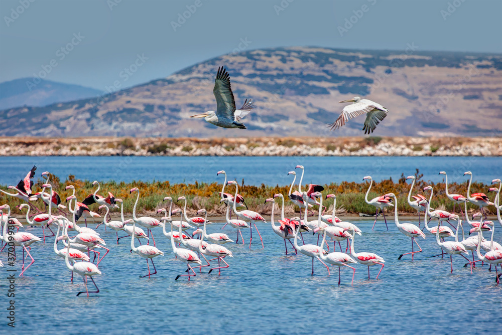 Fototapeta premium Flock of pink flamingos runing on the blue salt lake near izmir bird paradise - Izmir, Turkey