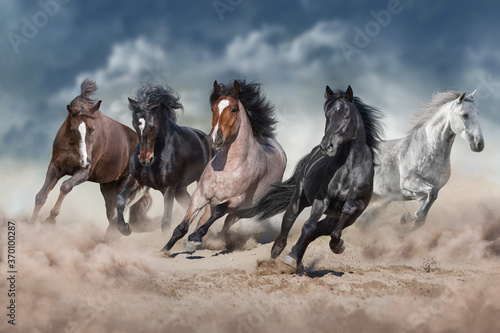 Horse herd galloping on sandy dust against sky © callipso88