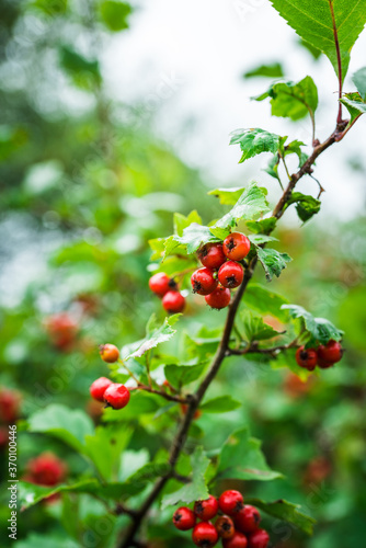 Ripe hawthorn in rainy day. Selective focus. Shallow depth of field. 