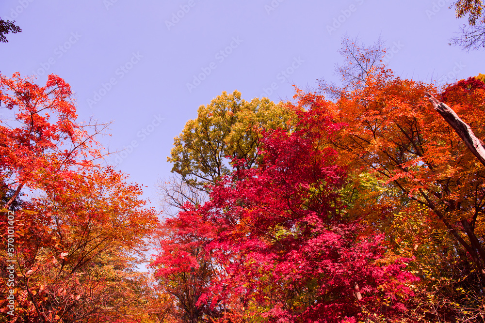 Beautiful autumn leaves,Red and Yellow color in the garden Beautiful autumn leaves,Red and Yellow color in the garden