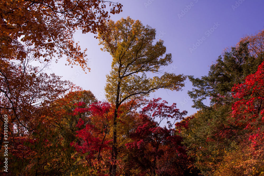 Beautiful autumn leaves,Red and Yellow color in the garden