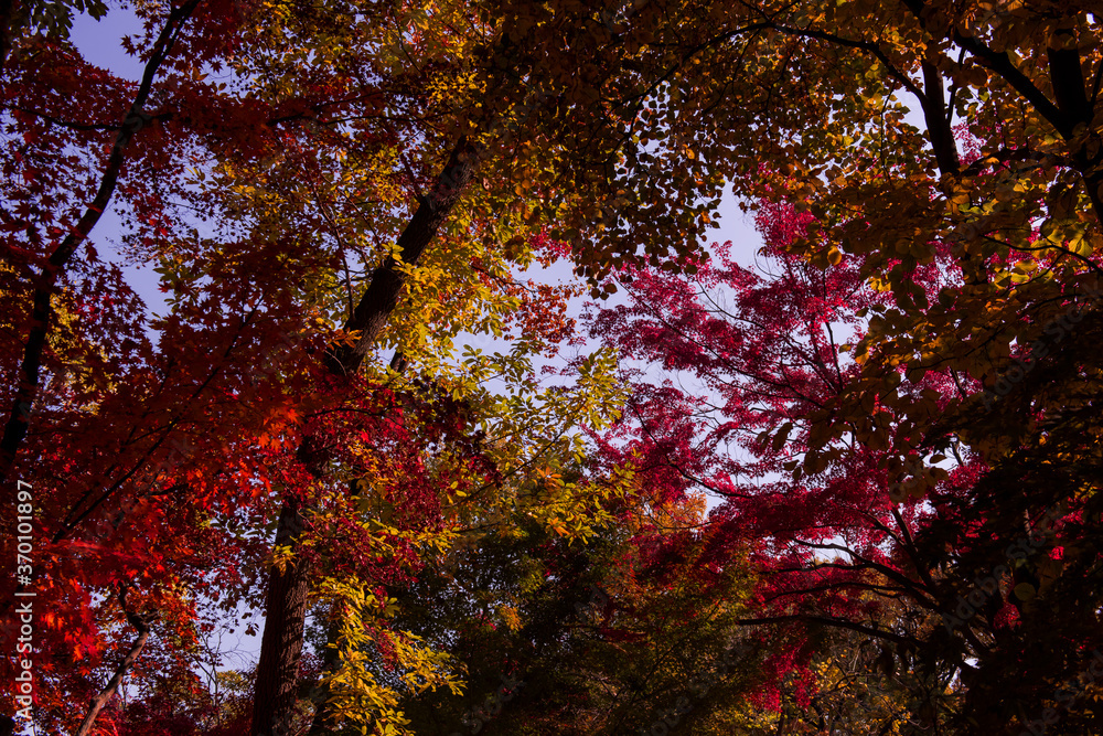 Beautiful autumn leaves,Red and Yellow color in the garden Beautiful autumn leaves,Red and Yellow color in the garden