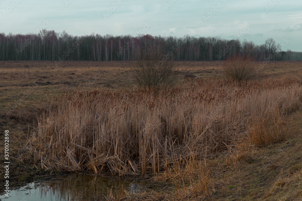 Reed thickets on a small boggy river in the evening. Evening landscape. Overcast weather. Reed thickets on a small boggy river in the evening. Evening landscape. Overcast weather.