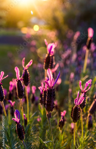 Fotografie Blooming lavender in a field at sunset.