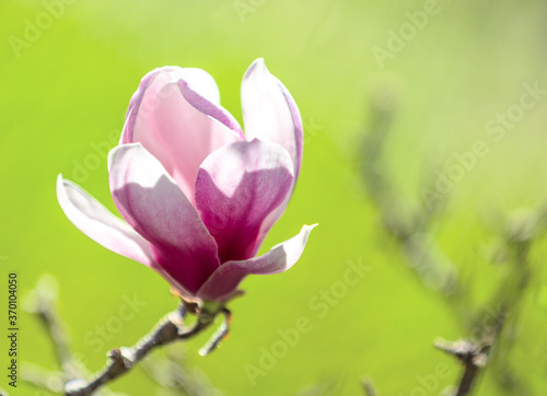 Close up of pink magnolia flower on bokeh background. 