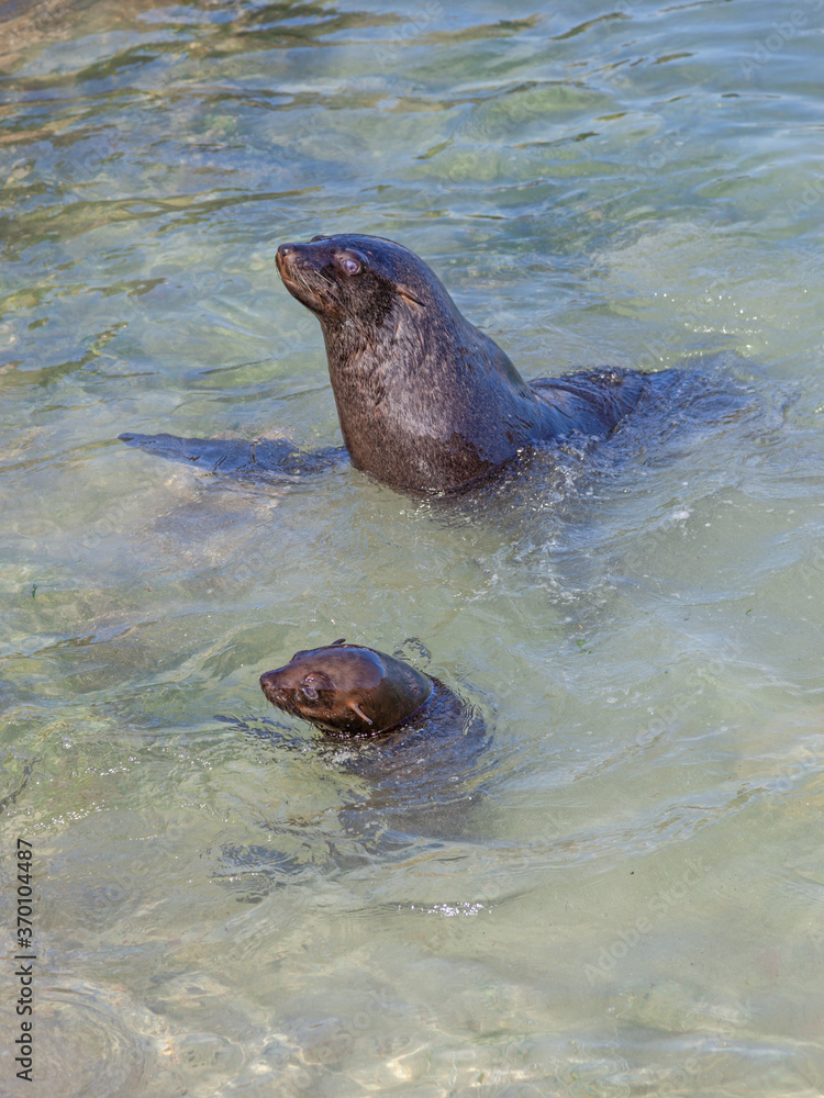 Fototapeta premium A Cape Fur Seal With A Young Seal