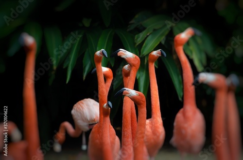 The American flamingo is a large species of flamingo closely related to the greater flamingo and Chilean flamingo photo