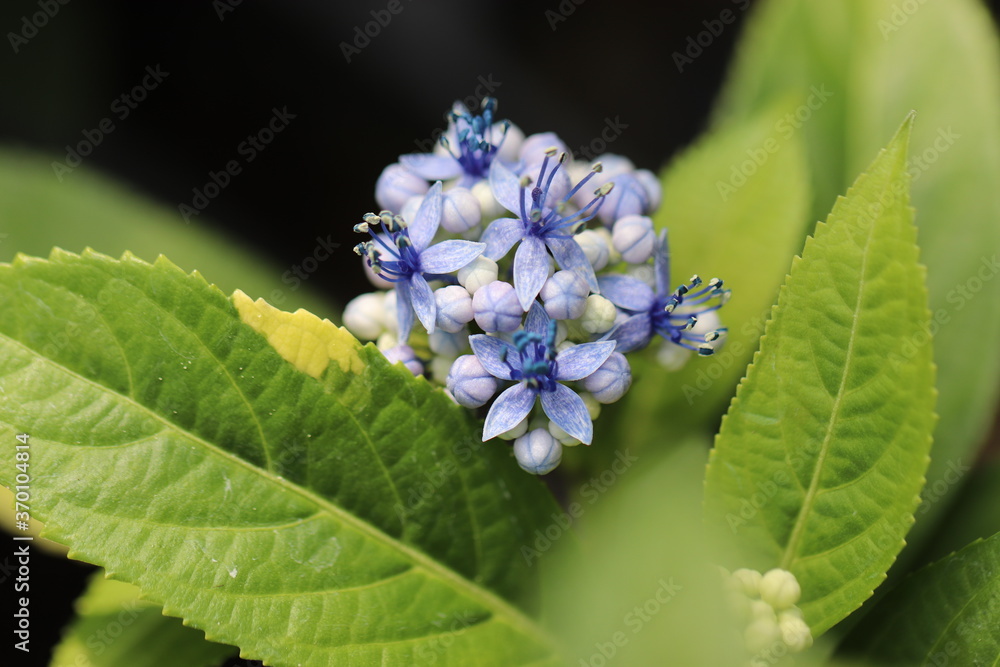 とても小さく咲く紫陽花の花
Hydrangea flowers that bloom very small. とても小さく咲く紫陽花の花
Hydrangea flowers that bloom very small.