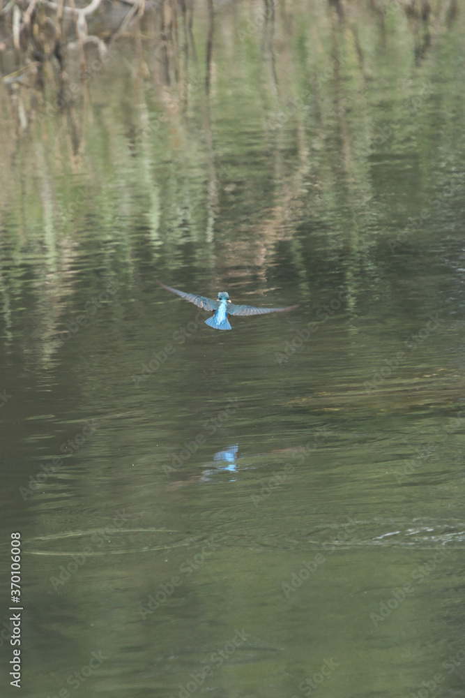 kingfisher in flight kingfisher in flight