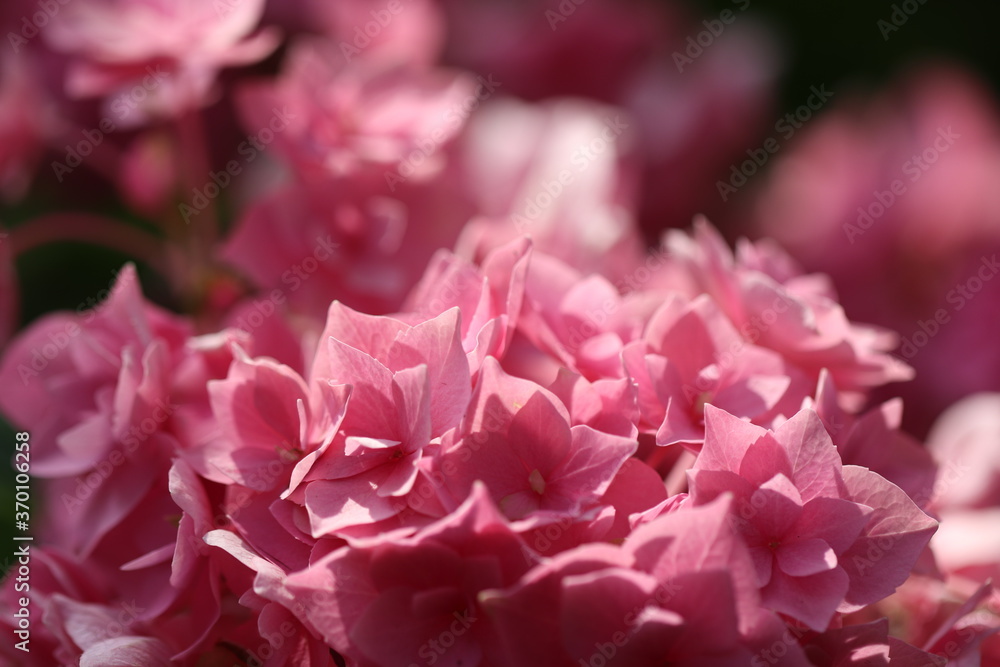 薄いピンクの美しい紫陽花の花
Light pink beautiful Hydrangea flowers.