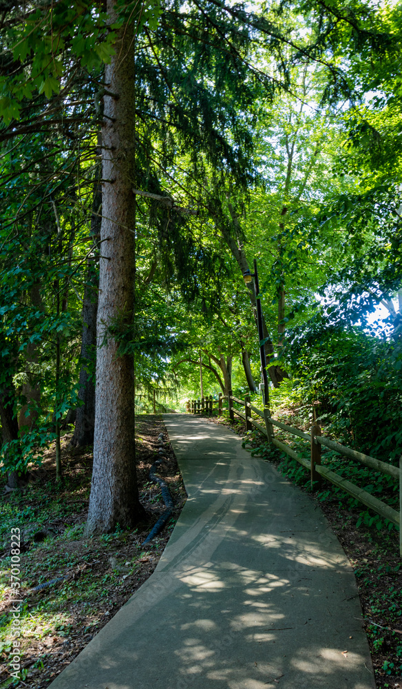 Fototapeta premium path in the woods