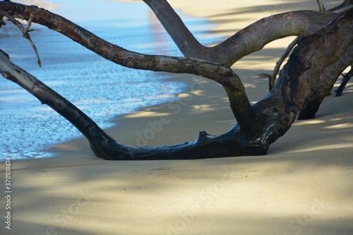dead tree on the beach © Daogaru