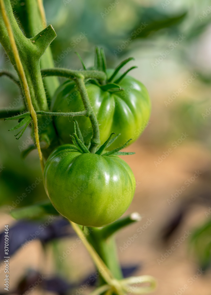 green tomatoes in the greenhouse, blurred background, summer garden