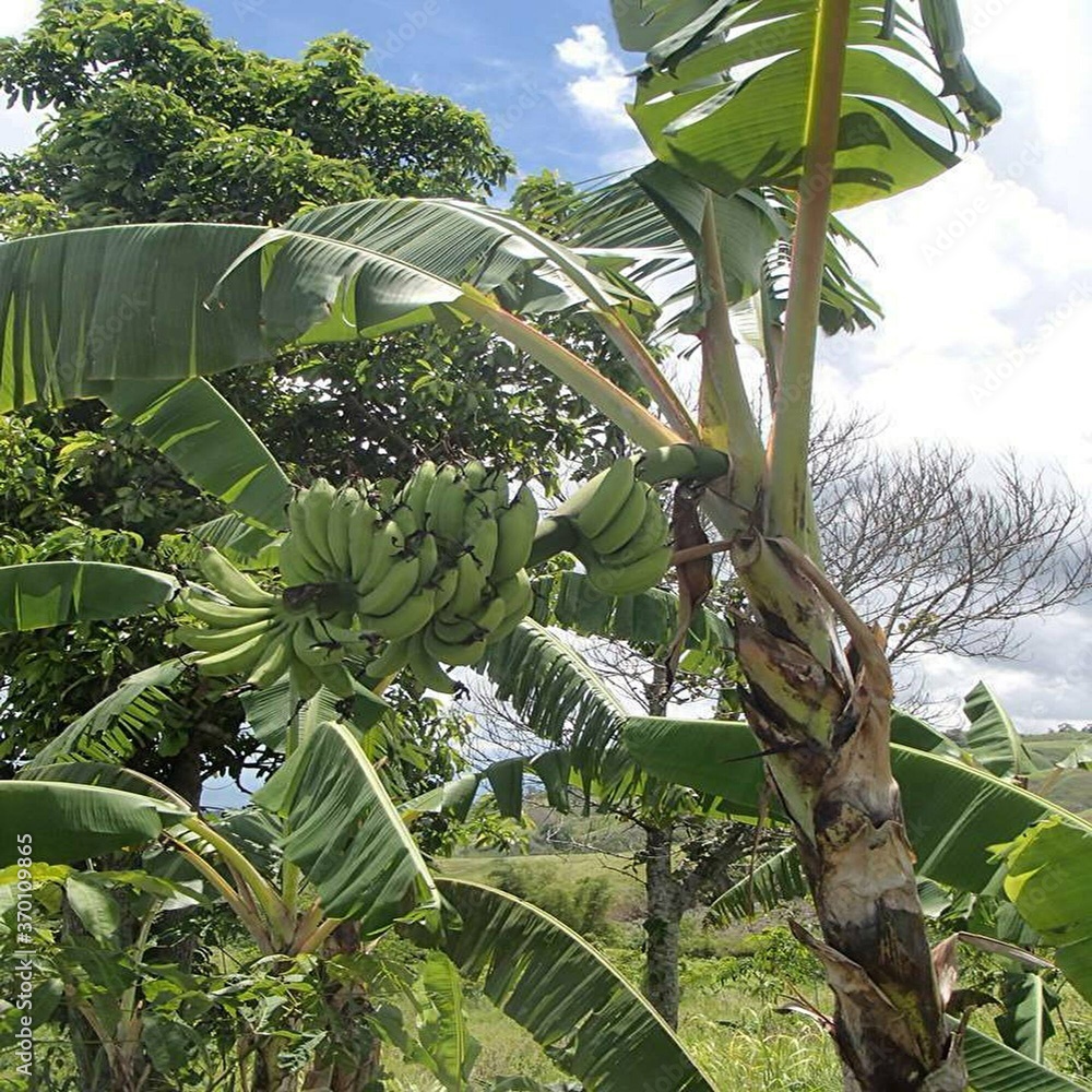 フィリピンのミンダナオ島のバナナの木の風景 Stock 写真 Adobe Stock フィリピンのミンダナオ島のバナナの木の風景 Stock 写真 Adobe Stock