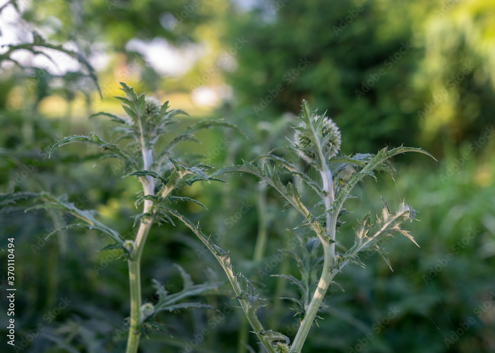 decorative green thistle flower, blurred background, summer decorative green thistle flower, blurred background, summer