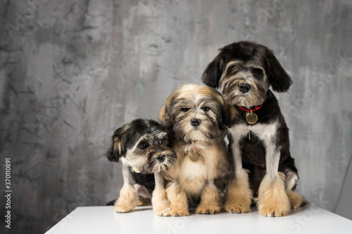 Photography Three Bichon Lion dogs photographed in the studio