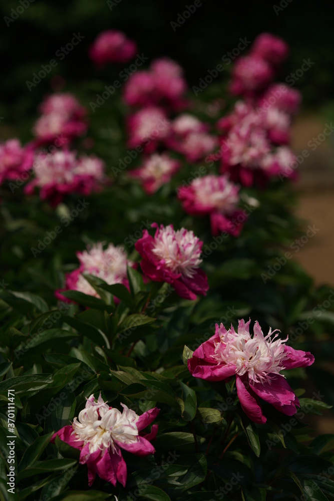 Double-petal, Light Pink Flower of Peony in Full Bloom
Double-petal, Light Pink Flower of Peony in Full Bloom
