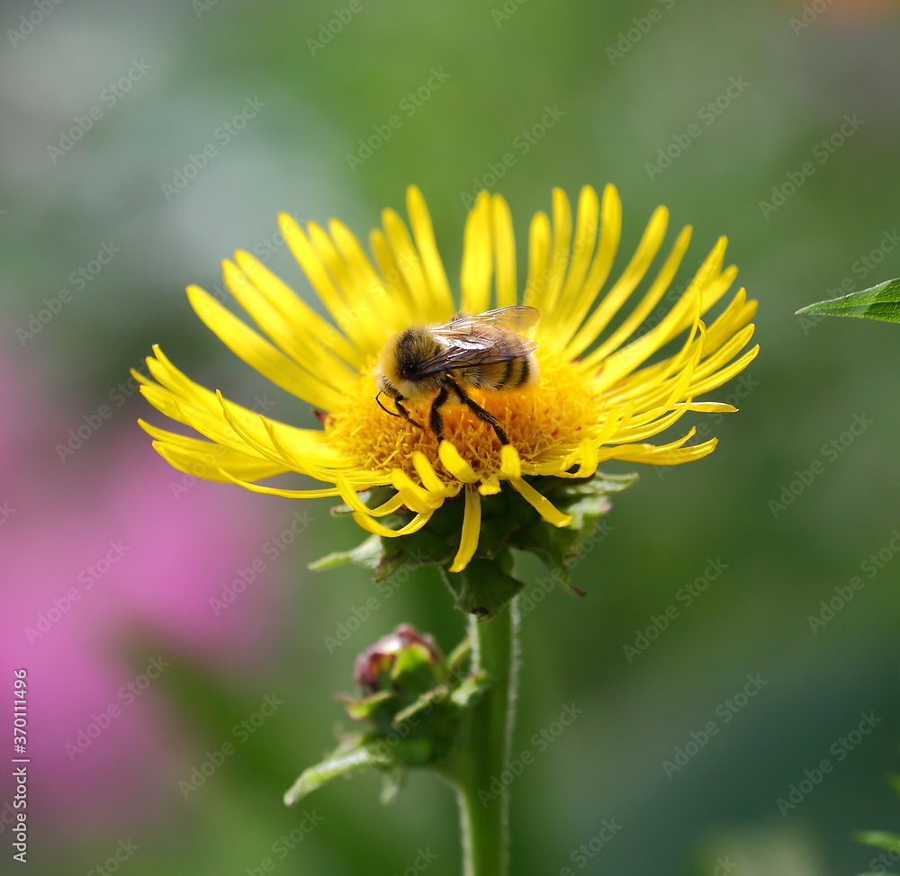 A bee pollinates the yellow flowers of a garden plant A bee pollinates the yellow flowers of a garden plant