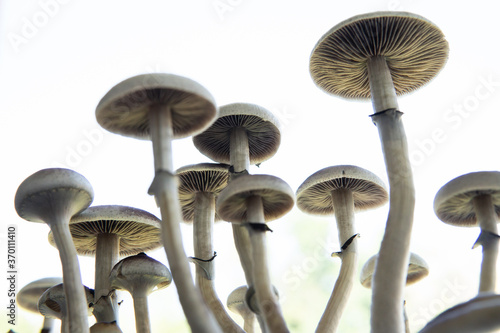 Psilocybin cubensis mushroom. Medical research of psilocybin . Growing Albino A strain. Magic shroom. Fresh Psilocybin shroom. photo