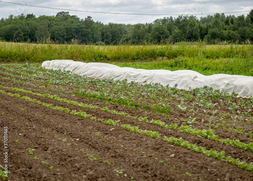 landscape with green plants and green leaves on a background of cultivated land, summer photo