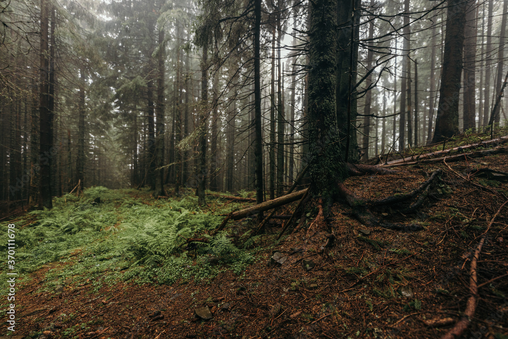 Obraz premium A tree in a forest