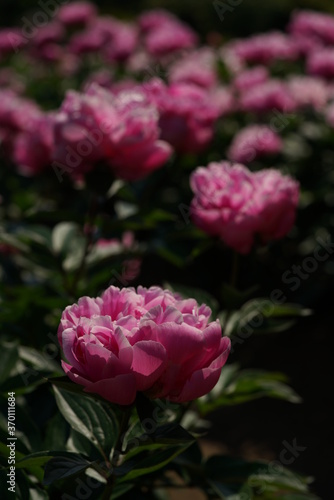 Double-petal  Light Pink Flower of Peony in Full Bloom  