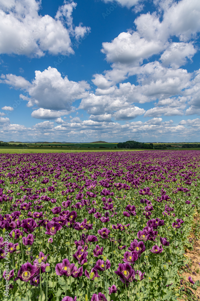 violet poppy flower field, white clouds on blue sky