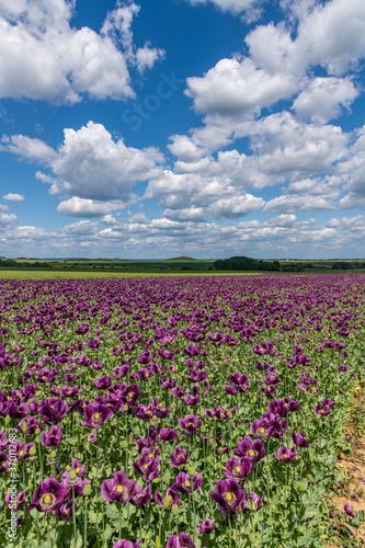 violet poppy flower field, white clouds on blue sky