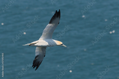 Flying gannet over the sea