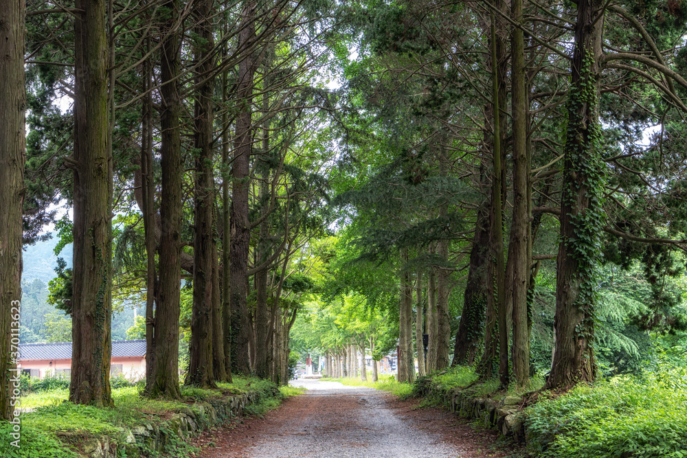 Fototapeta premium Ullimsanbangro road