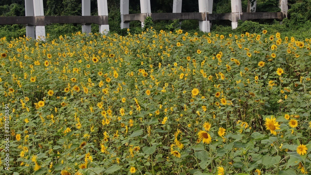 Obraz premium 夏のひまわり畑を空撮したものです