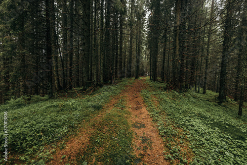 A tree in a forest