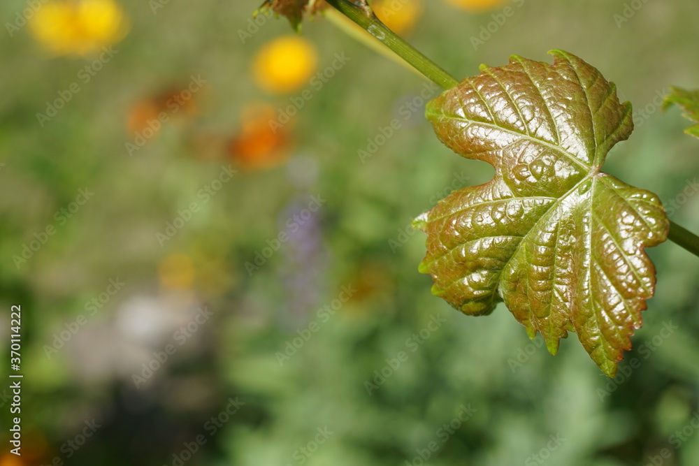 young leaf of grapevine on blurry background young leaf of grapevine on blurry background
