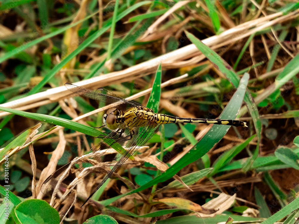 dragonfly in grass dragonfly in grass