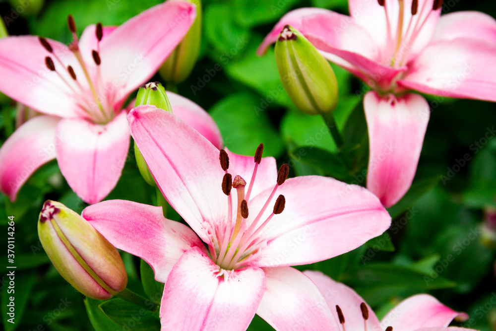 Beautiful pink lilies. Natural picturesque background.