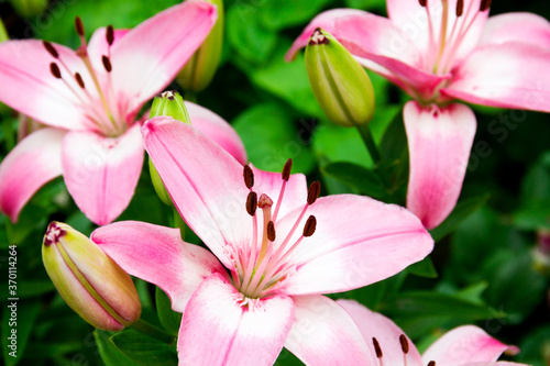 Beautiful pink lilies. Natural picturesque background.