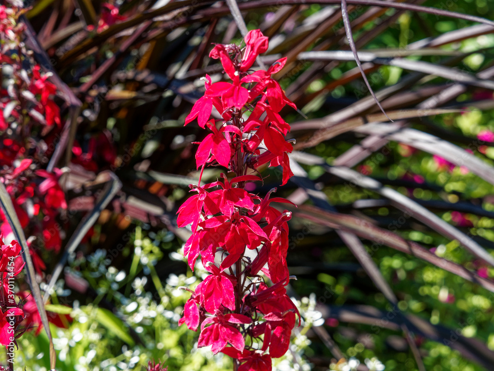 Epis de fleurs tubulaires, lobées, rouge vif de Lobélie cardinale ou ...