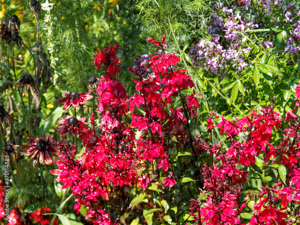 (Lobelia cardinalis) Magnifique Touffes de Lobélie cardinale ou cardinale des marais aux fleurs bilabiées rouge lumineux de forme tubulaire