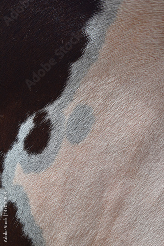 cow skin texture background, cow leather with fur background © A Nature's clicks 