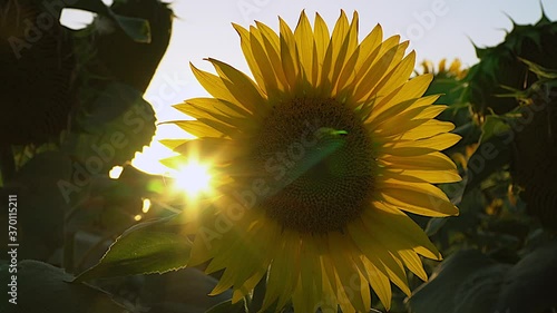 yellow sunflower in the bright rays of the summer sun in green leaves on the field close-up unstabilized image photo