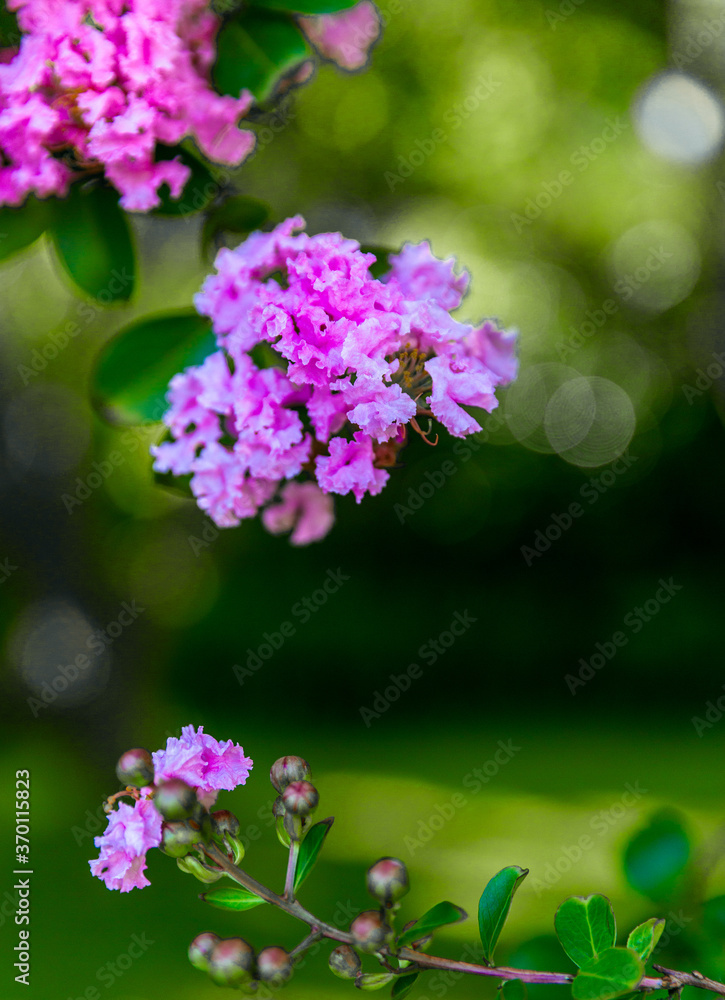 Close up of Purple Crape Myrtle Flowers Blooming on green background. Close up of Purple Crape Myrtle Flowers Blooming on green background.
