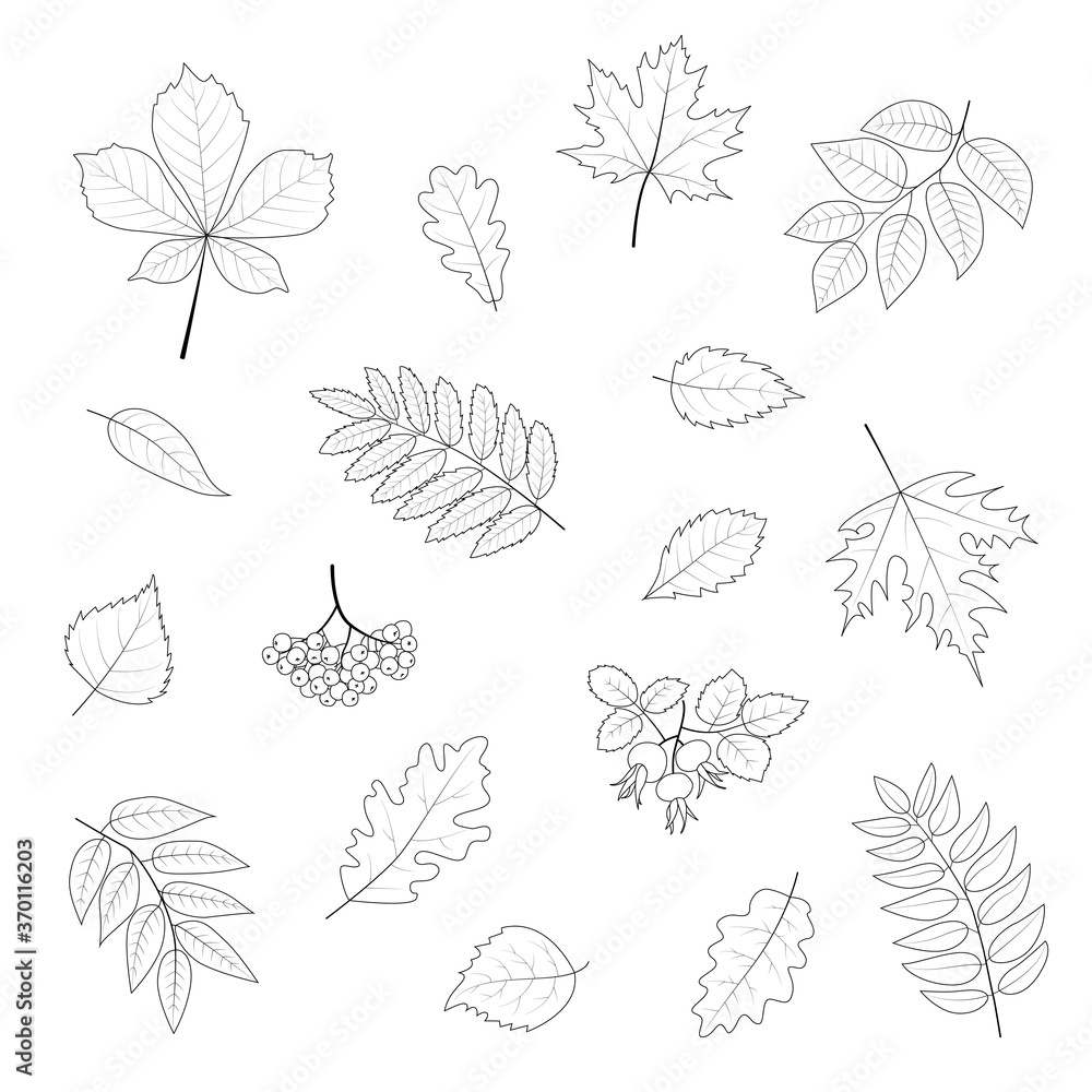 Clip-art set of autumn leaves and berries in line style. Vector illustration of a maple, chestnut, rowan, oak, birch leaf isolated on a white background. Clip-art set of autumn leaves and berries in line style. Vector illustration of a maple, chestnut, rowan, oak, birch leaf isolated on a white background.