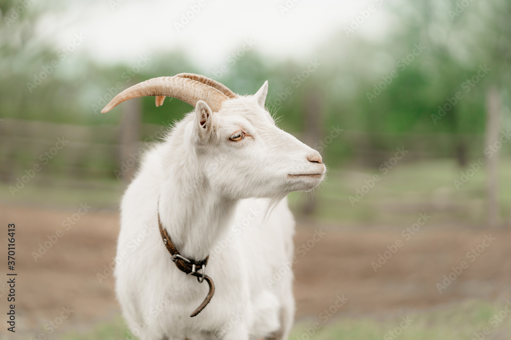 white goat close up portrait at a farm