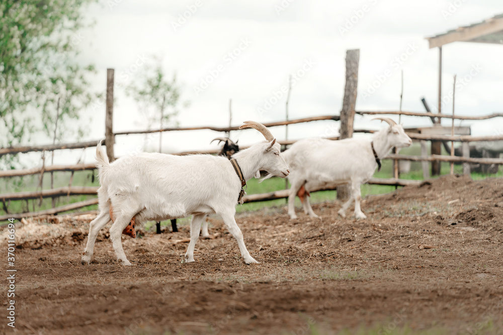 white goats walking in an enclosure white goats walking in an enclosure