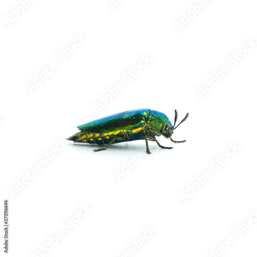 Jewel Beetle