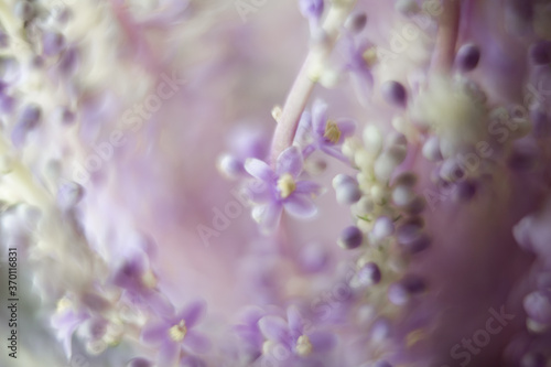 Blurred Provence nature background with copy space. Macro of blooming violet lavender flowers. Defocused banner for mothers day  womens day 8 march  spa or beauty salon