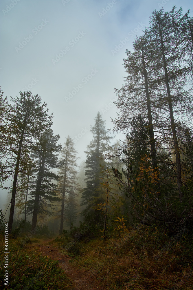 A scenic view of a beautiful forest with autumn color leaves and foggy white clouds in the background. Captured in the alpine mountain range of Monte Cristallo near Cortina, South Tyrol Italy. A scenic view of a beautiful forest with autumn color leaves and foggy white clouds in the background. Captured in the alpine mountain range of Monte Cristallo near Cortina, South Tyrol Italy.