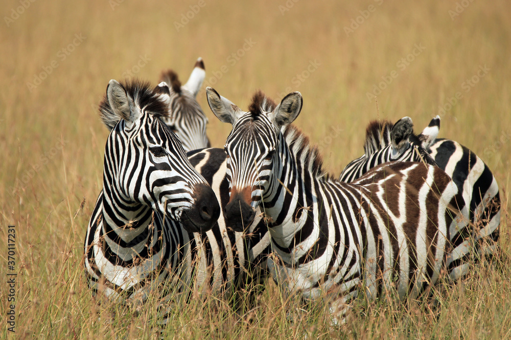 Fototapeta premium Plains Zebras (Equus quagga) in High Grass on Savannah. Maasai Mara, Kenya