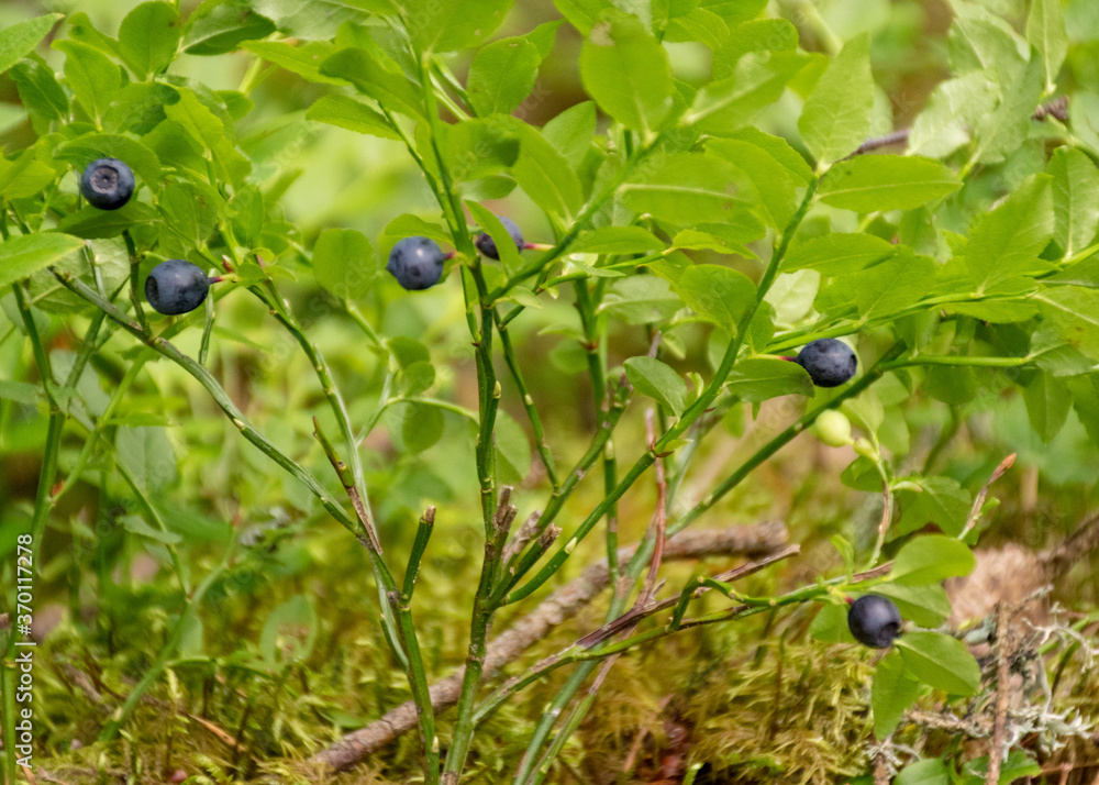 blueberry bushes on the background of forest vegetation, blue blueberries, berry picking time, summer blueberry bushes on the background of forest vegetation, blue blueberries, berry picking time, summer