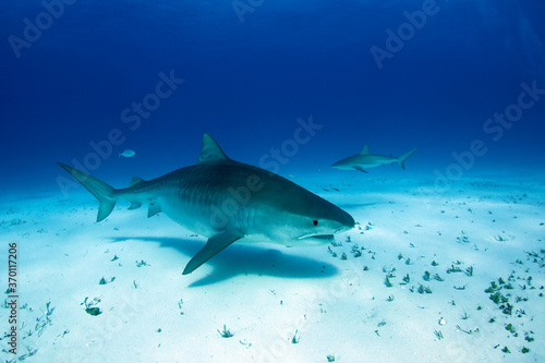 Tiger Shark (Galeocerdo cuvier) Swimming by Closely, with Caribbean Reef Shark in the Background. Tiger Beach, Bahamas © Daniel Lamborn